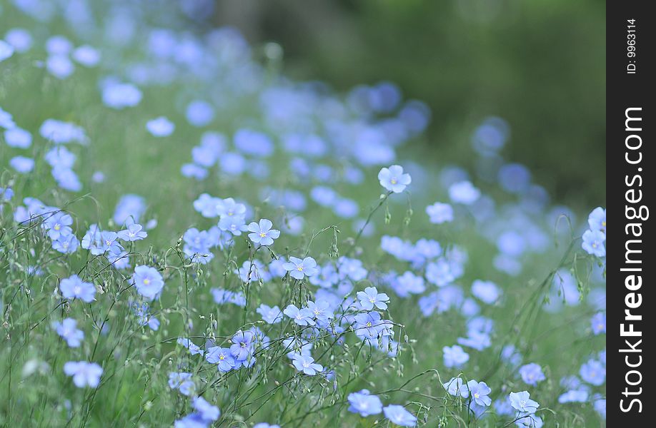 Close up of Blue flowers, background