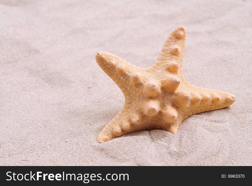 Beautiful starfish on bright white sand.