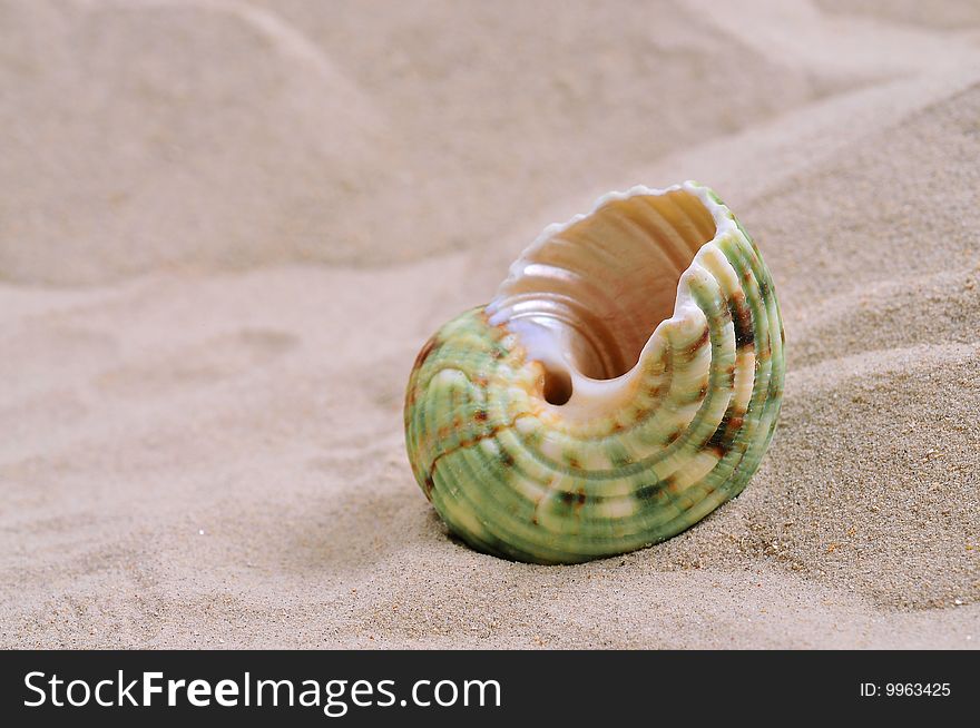 Sea shell on bright white sand.