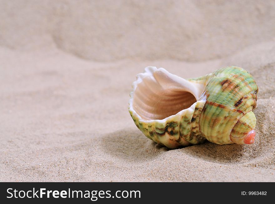 Sea shell on bright white sand.