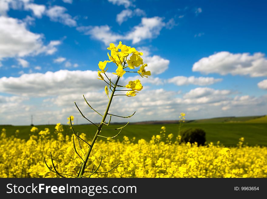 An image of yellow flower in the field and blue sky