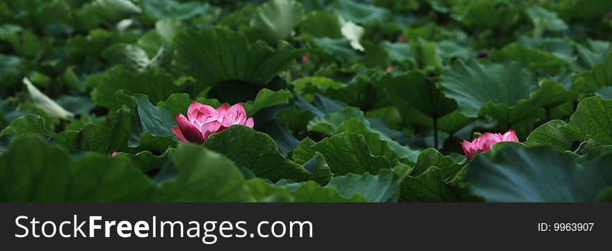 Two lotus blooms in pond