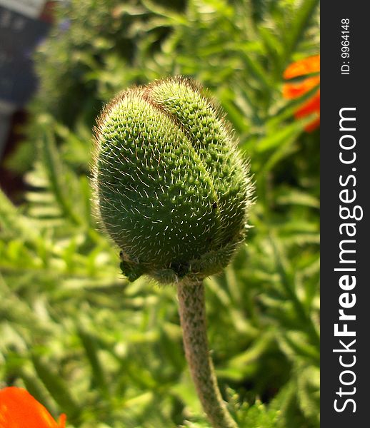 Bud Of A Poppy Flower