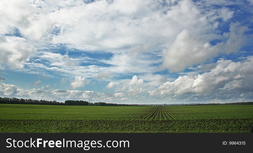 The Meadow wild herbs.Wild field in solar weather. The Meadow wild herbs.Wild field in solar weather