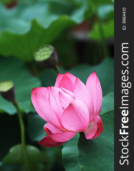 charming lotus bloom in the pond.