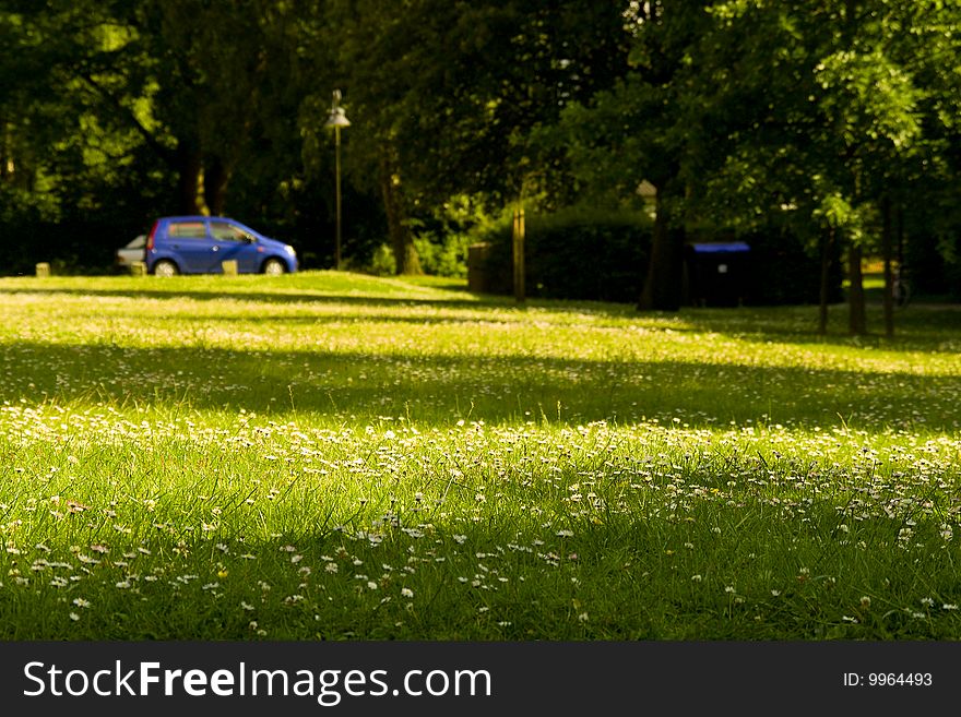 Meadow with flowers