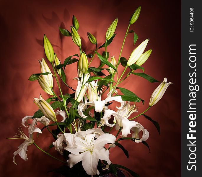 Beautiful bouquet of white lilies and buds on the red background
