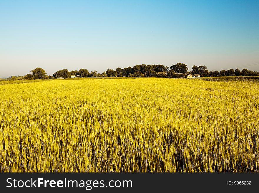 An image of beautiful summer field of yellow oats