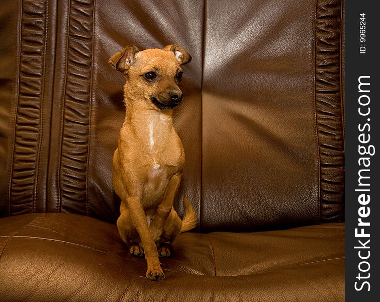 The graceful doggie in a leather armchair