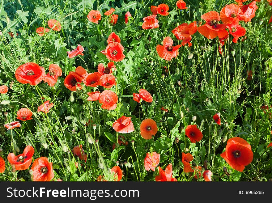 An image of beautiful red poppies on the background of grass. An image of beautiful red poppies on the background of grass