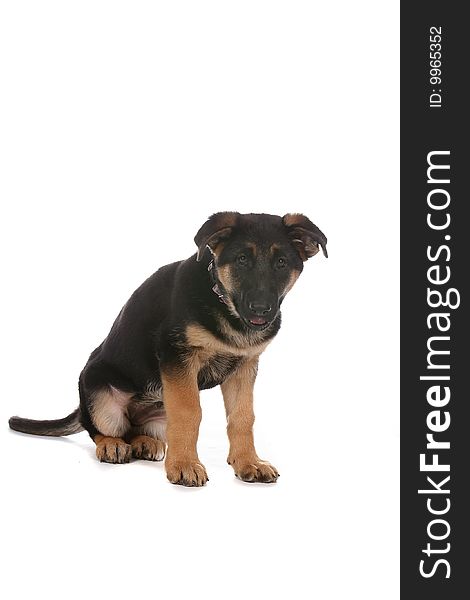 Cute tan and black German Shepherd puppy