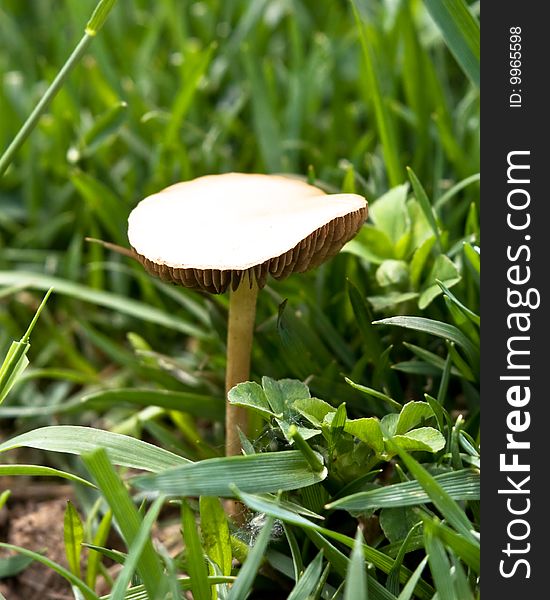 A white mushroom grows in the wild grass and clover. A small spider's web is seen near the base of the mushroom in the grass. A white mushroom grows in the wild grass and clover. A small spider's web is seen near the base of the mushroom in the grass.