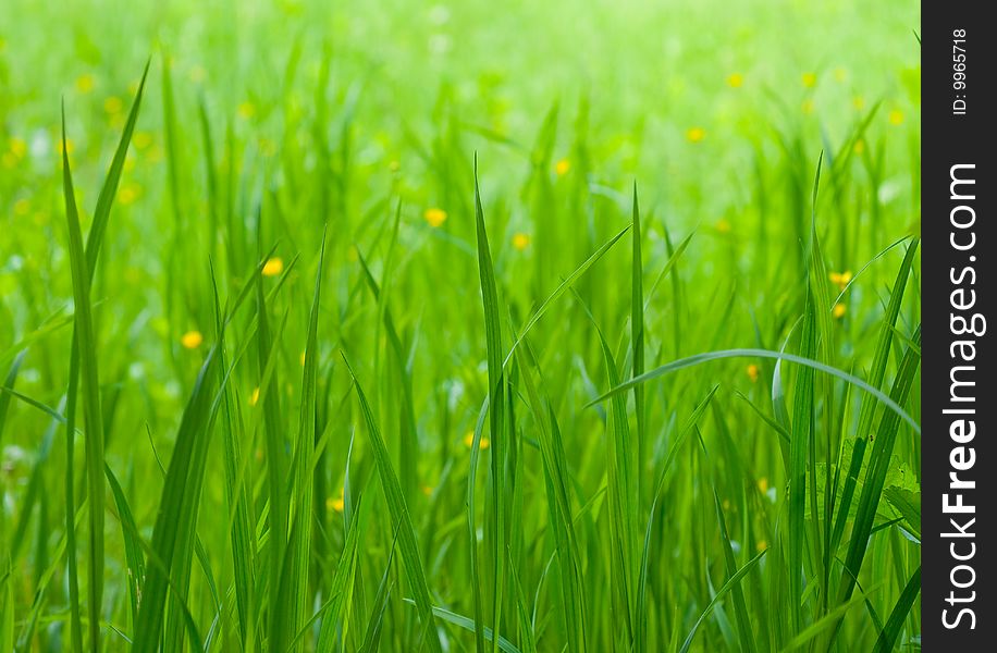 Mysterious green grass with small yellow flowers. Mysterious green grass with small yellow flowers