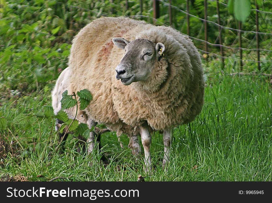 Sheep standing in grassy field