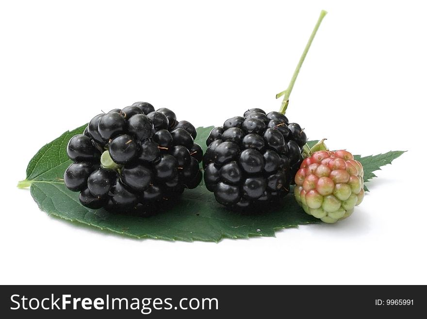 Blackberries and leaf isolated on white background.