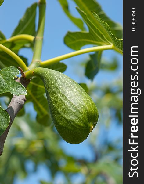 Green fig on a tree in a garden