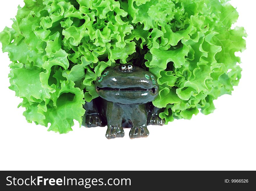 Frog with salad on the white background