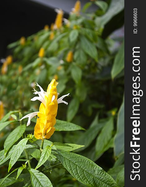 Golden Shrimp Plant in Tropical Setting