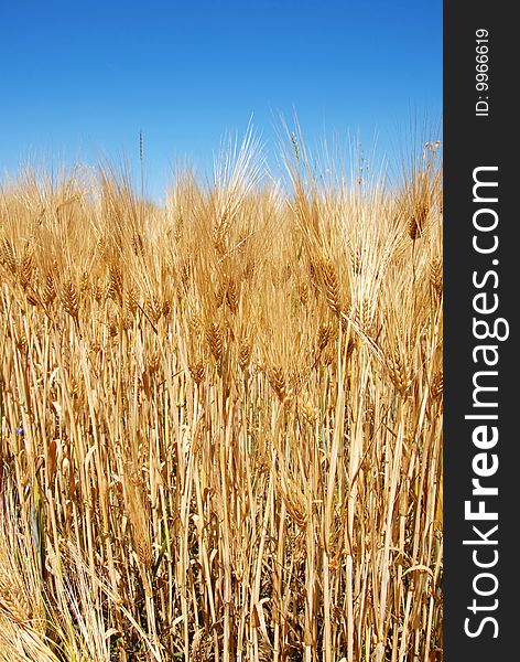 Yellow wheat filed over blue sky background. Yellow wheat filed over blue sky background