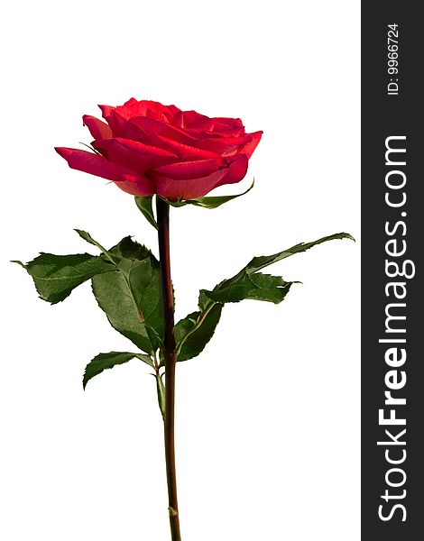 A fully bloomed red rose on a white background. A fully bloomed red rose on a white background