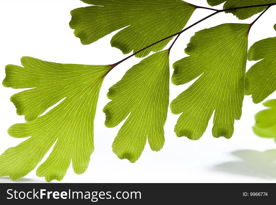 Maidenhair macro, studio shot, white background