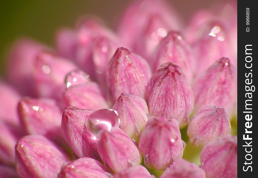 Closeup of pink petails covered dew