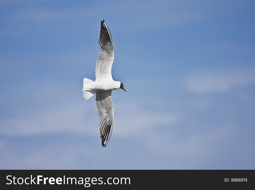 Gull On A Blue Sky