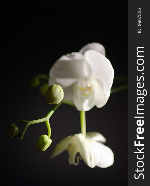 White orchid on black, shallow DOF