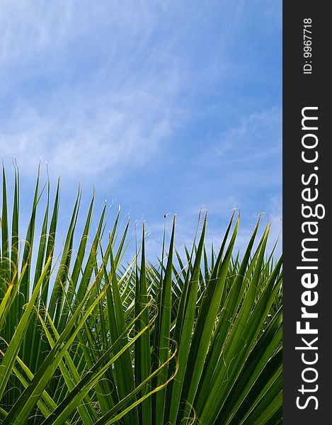 Green palm leaf on a blue sky