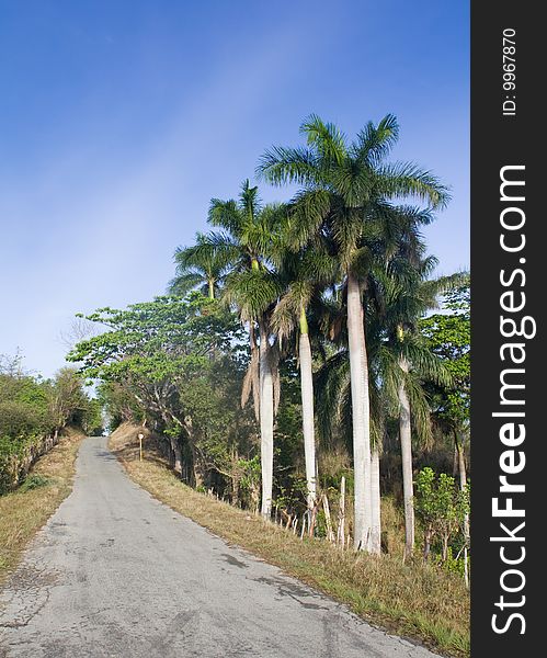 Palm Trees Near A Country Road