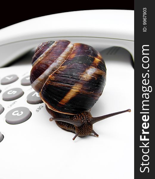 Concept for communications - snail on a phone. Concept for communications - snail on a phone