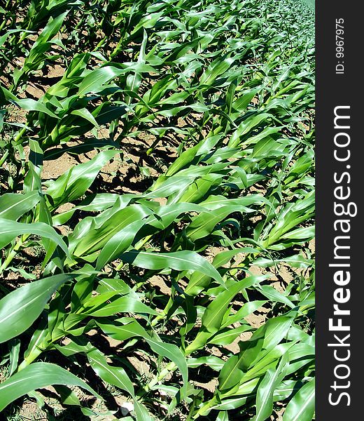 Maize field - Green Maizes during the summer