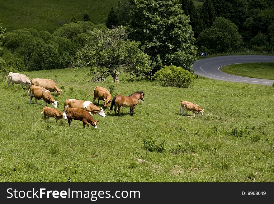Cattle on the meadow