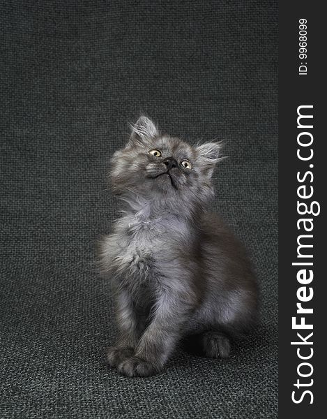 Seated  a small Persian kitten. Seated  a small Persian kitten