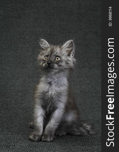 Seated  a small Persian kitten. Seated  a small Persian kitten