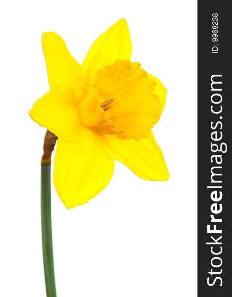 Beautiful yellow narcissus on a white background