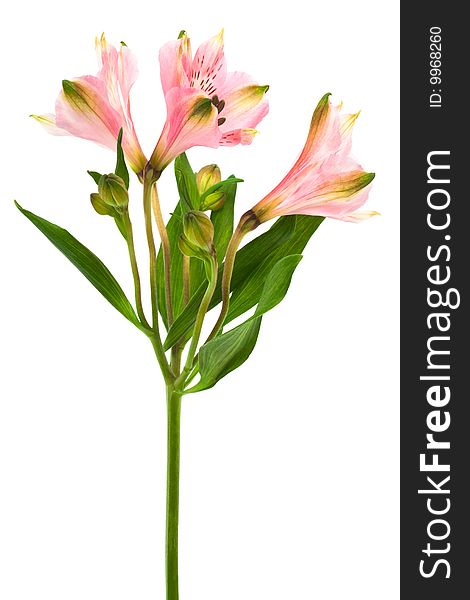 Pink alstroemeria