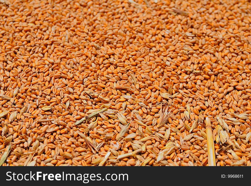 A simple wheat grains close up