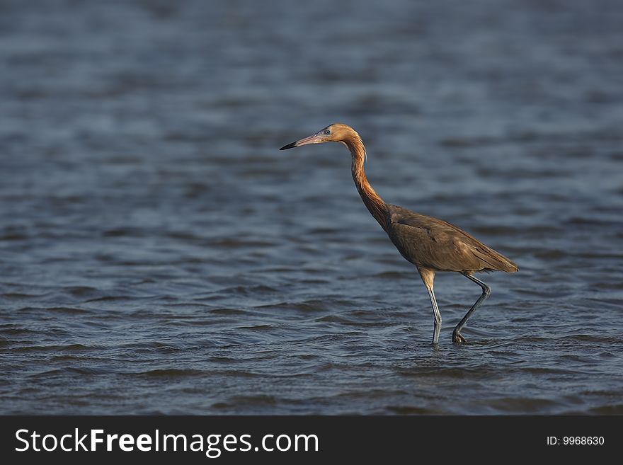 Reddish Egret (Egretta Rufescens Rufescens)