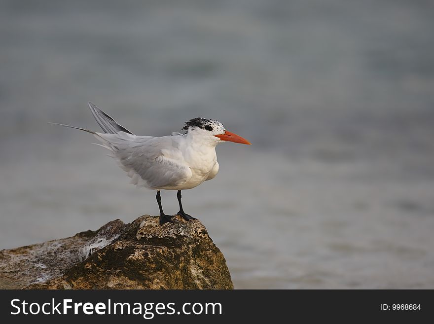 Royal Tern (Thalasseus maximus maximus), in winter plumage.