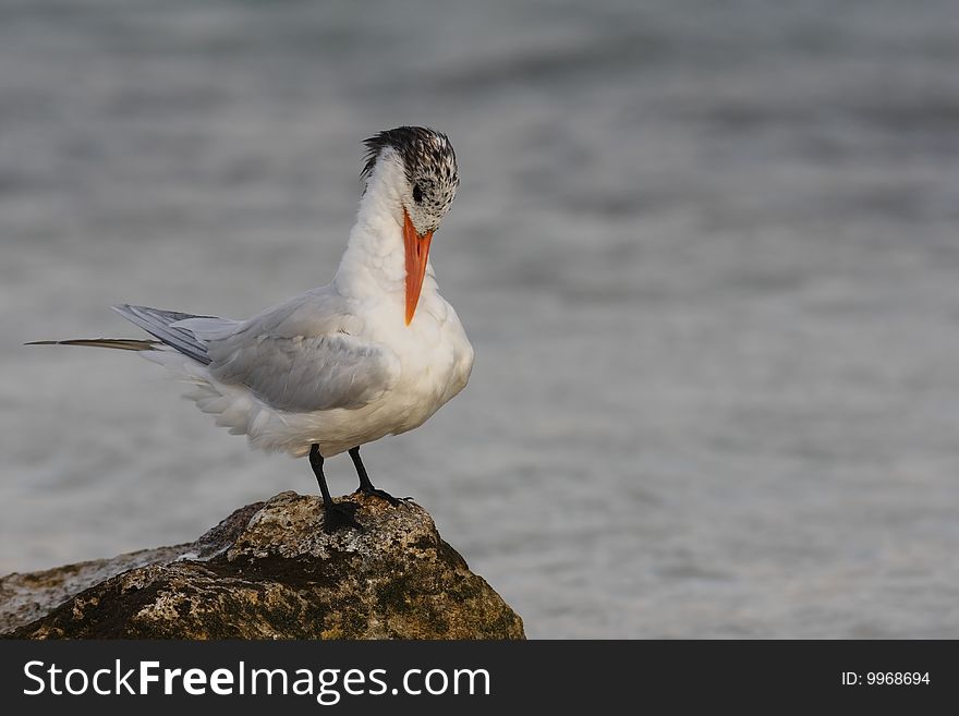 Royal Tern (Thalasseus Maximus Maximus)