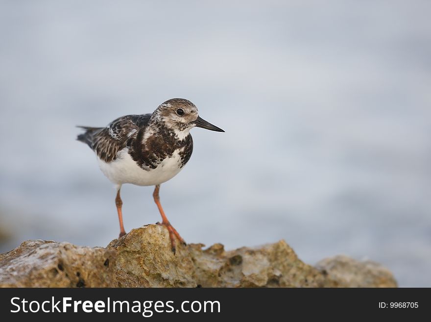 Ruddy Turnstone (Arenaria interpres morinella) in winter plumage