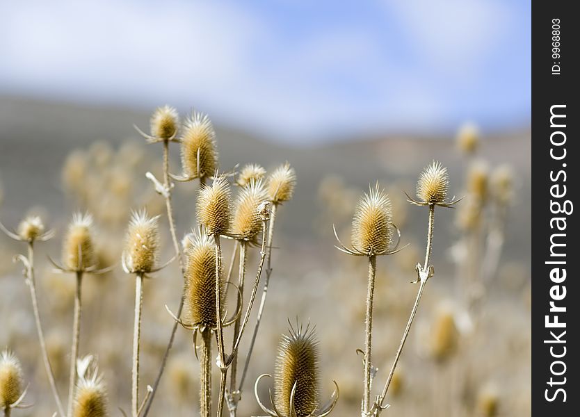 Close up of a dried out plant in the desert. Close up of a dried out plant in the desert.
