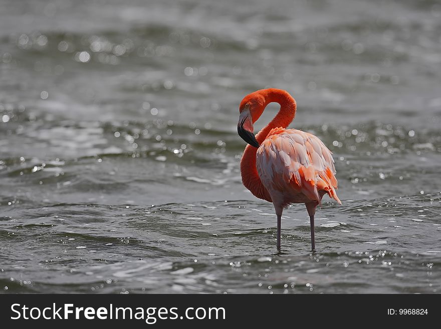 Caribbean Flamingo (Phoenicopterus ruber), preening.