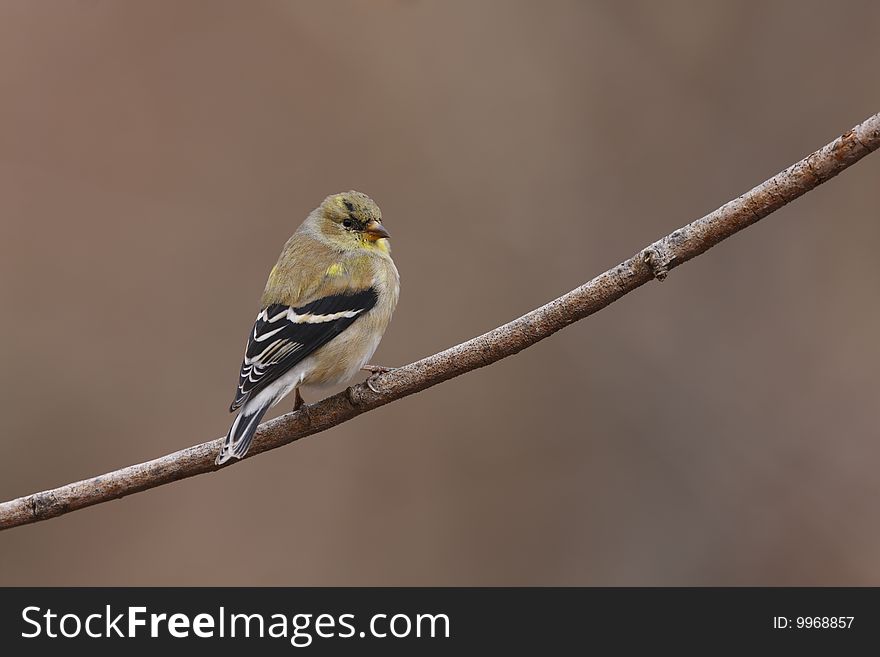 American Goldfinch (Carduelis tristis tristis), male in molt to breeding plumage.