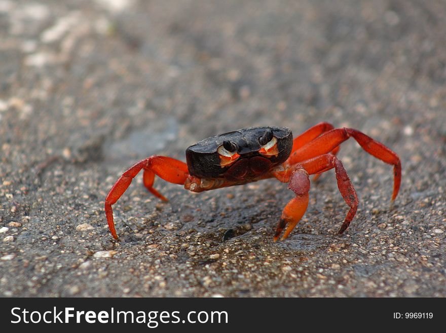 Wounded red crab, on a blurred background