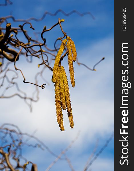 Beautiful yellow catkins over blue sky