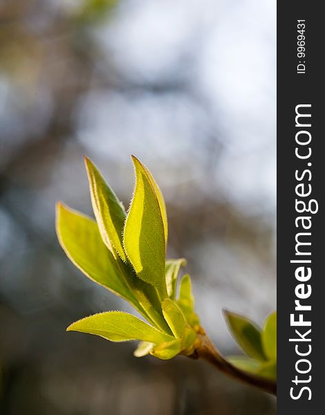 Macro of tree branch with bud