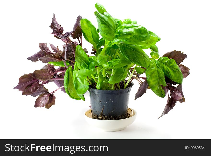 Shot of green and red basil isolated on white