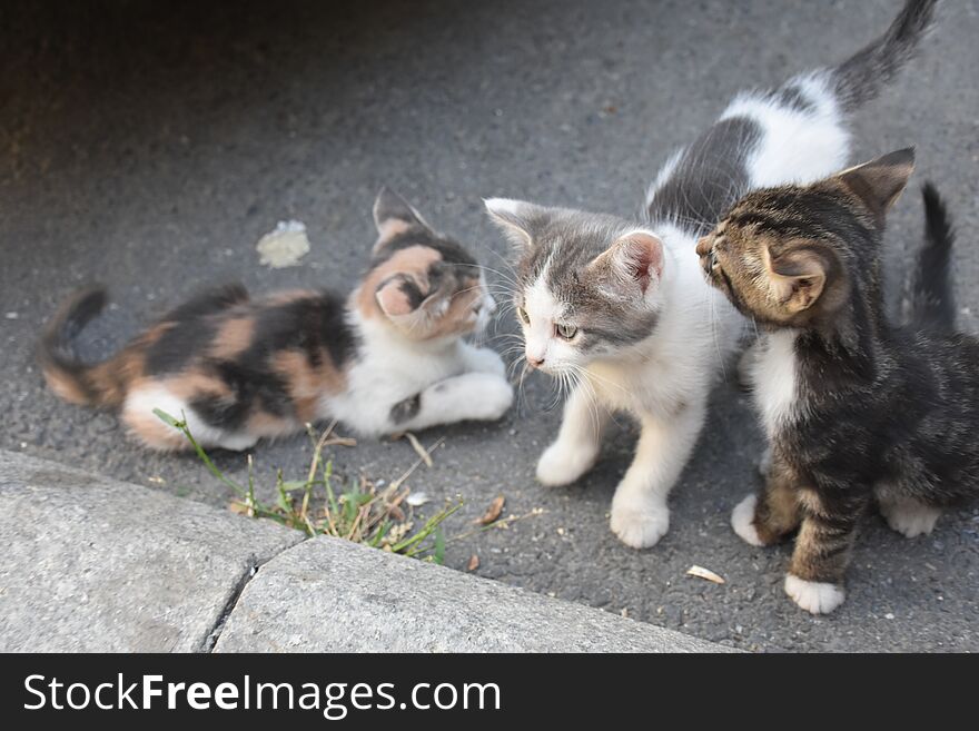 Three young cute kittens playing in